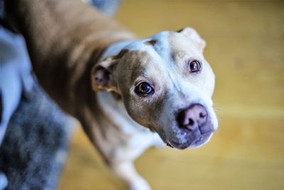 Close-up portrait of dog