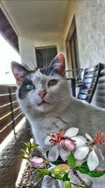 Close-up of cat on flower