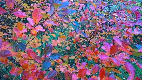 Low angle view of pink flowers on tree