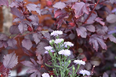 Close-up of fresh flowers blooming on plant