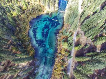 High angle view of plants on land