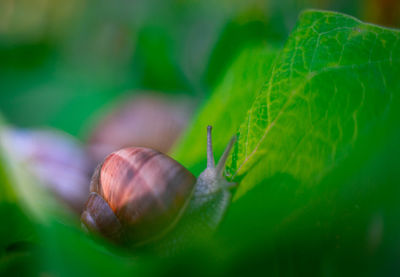 Close-up of snail on leaf