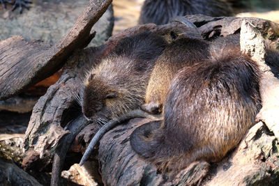 View of an animal sleeping on rock