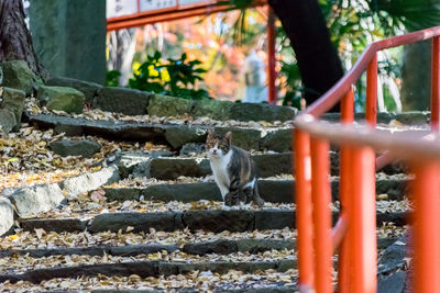 Cat on tree