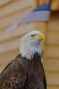 Close-up of american eagle against american flag in the background