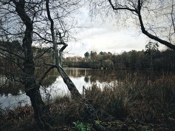 Reflection of trees in lake against sky