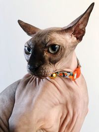 Portrait of a dog against white background