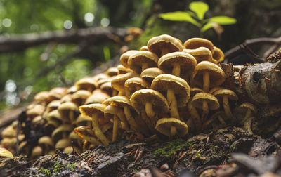 Big group of flammulina velutipes mushrooms growing next to dead tree trunk in forest