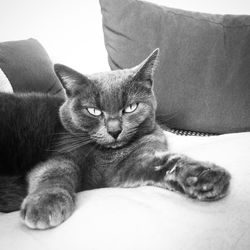 Close-up portrait of cat sitting on sofa at home