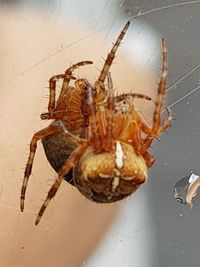 Close-up of spider on web