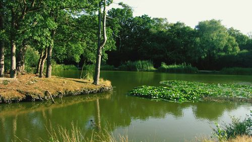 Reflection of trees in lake