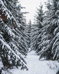 Snow covered pine trees in forest during winter