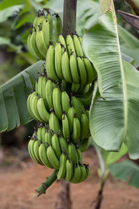 Close-up of bananas growing on tree