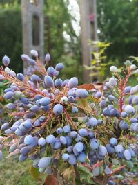 Close-up of plants