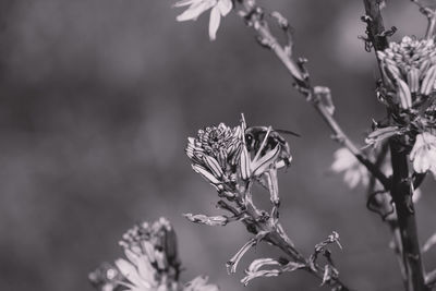 Close-up of flowering plant