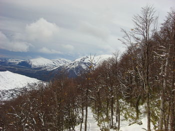 Trees against sky during winter