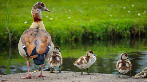 Close-up of ducklings