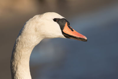 Close-up of swan