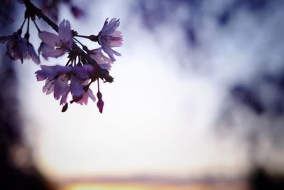 Close-up of pink flowers blooming in park