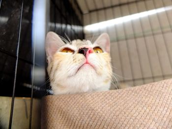 Close-up of white cat