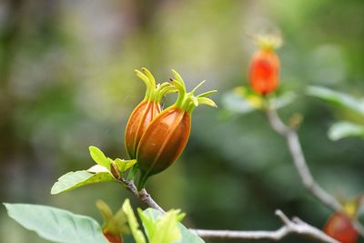 Close-up of orange flower buds growing on plant