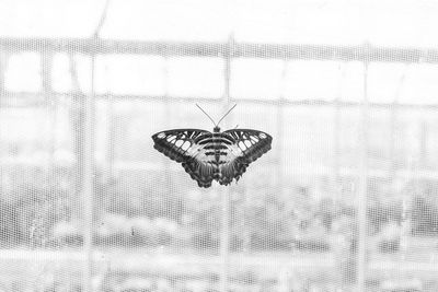 Close-up of butterfly