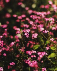 Close-up of pink flowers