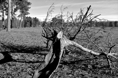 Bare tree on field against sky