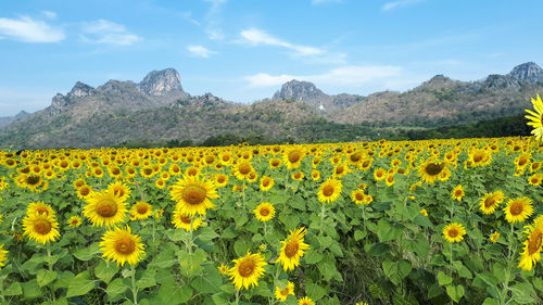 Scenic view of sunflower field against sky