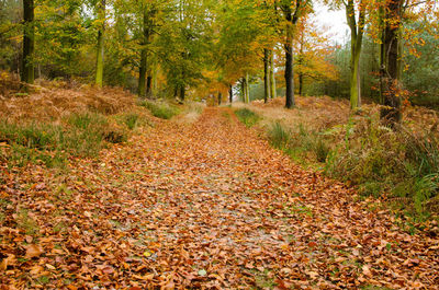 View of autumn trees in forest