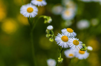 Close-up of white daisy flowers