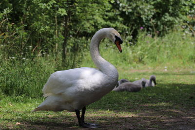 Side view of swan on field