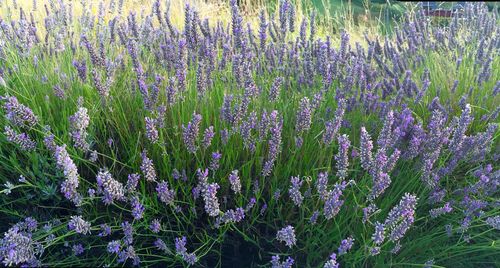 Purple flowering plants on field