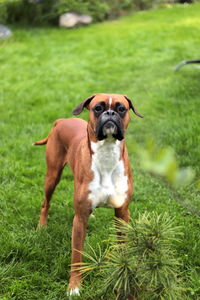 Portrait of dog on field