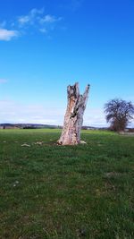 Trees on grassy field