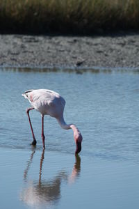 Bird drinking water in a lake