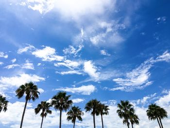 Low angle view of palm trees against blue sky