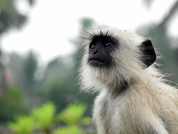Close-up of gray langur on field