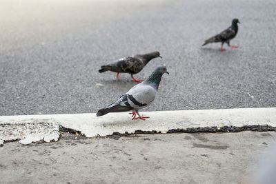 Pigeons perching on a street