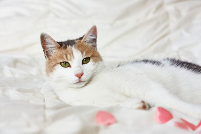 Funny, cute, tree-colored ginger domestic cat playing with pink hearts on white blanket on bed.