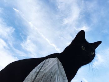 High angle view of cat