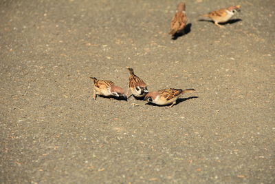 High angle view of sparrows on road