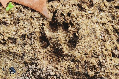 High angle view of crab on sand