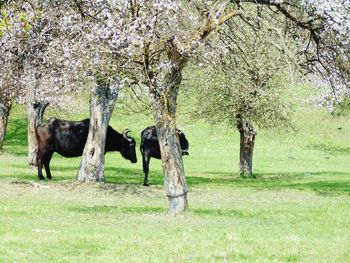 Trees on grassy field