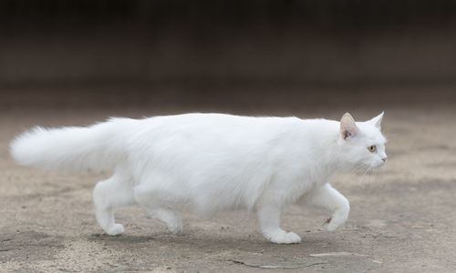 White cat standing on field