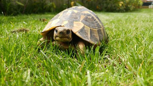 Close-up of animal on grassy field