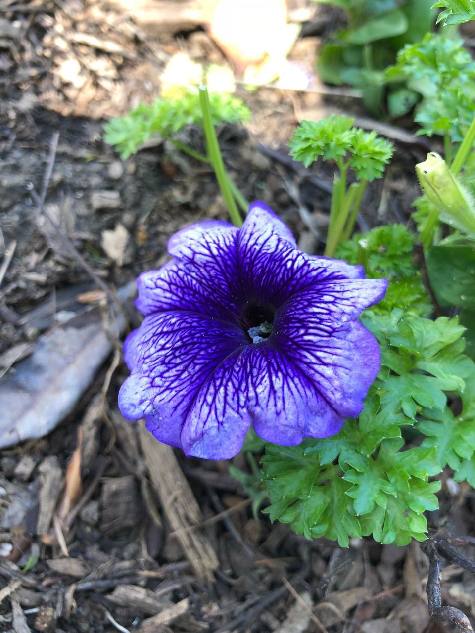 CLOSE-UP OF PURPLE FLOWER ON FIELD