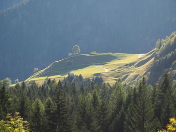 Panoramic view of trees in forest against sky