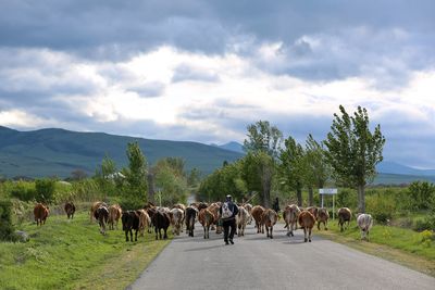 Cows on road against sky