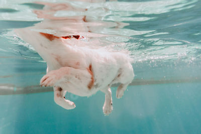 Underwater view of dog swimming in the pool, fun and lifestyle at summer